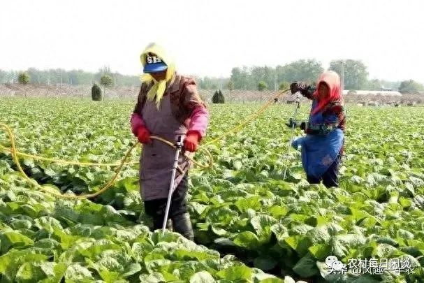 蔬菜补钙（蔬菜补钙比牛奶补钙效果好）-硒宝网