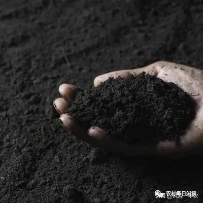 蔬菜补钙（蔬菜补钙比牛奶补钙效果好）-硒宝网