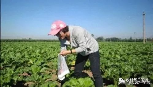 蔬菜补钙（蔬菜补钙比牛奶补钙效果好）-硒宝网