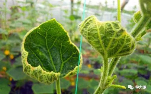 蔬菜补钙(蔬菜补钙排名)-硒宝网