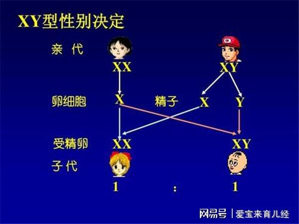 锌硒宝增加y精子（锌硒宝吃多久精子见效）-硒宝网