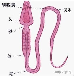 精子畸形率锌硒宝（精子正常可以吃锌硒宝吗）-硒宝网