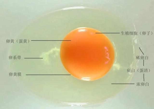 吃鸡蛋补钙吗（鸡蛋补钙）-硒宝网