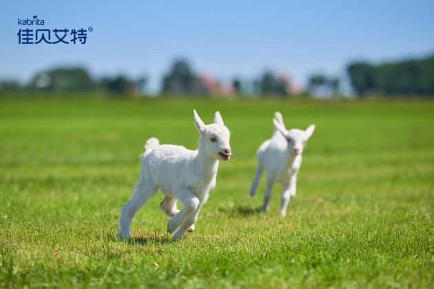 羊奶粉补钙吗(羊奶粉补钙还是牛奶粉补钙)-硒宝网