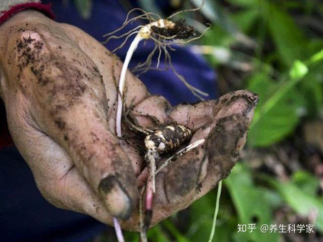 锌硒宝可以喝肾宝(锌硒宝能喝酒吗)-硒宝网