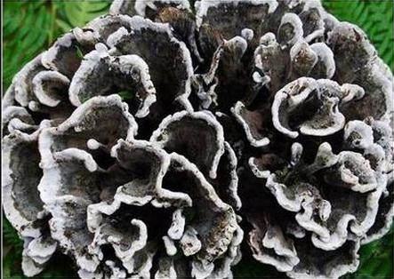 补铁是什么(补铁是什么意思)-硒宝网