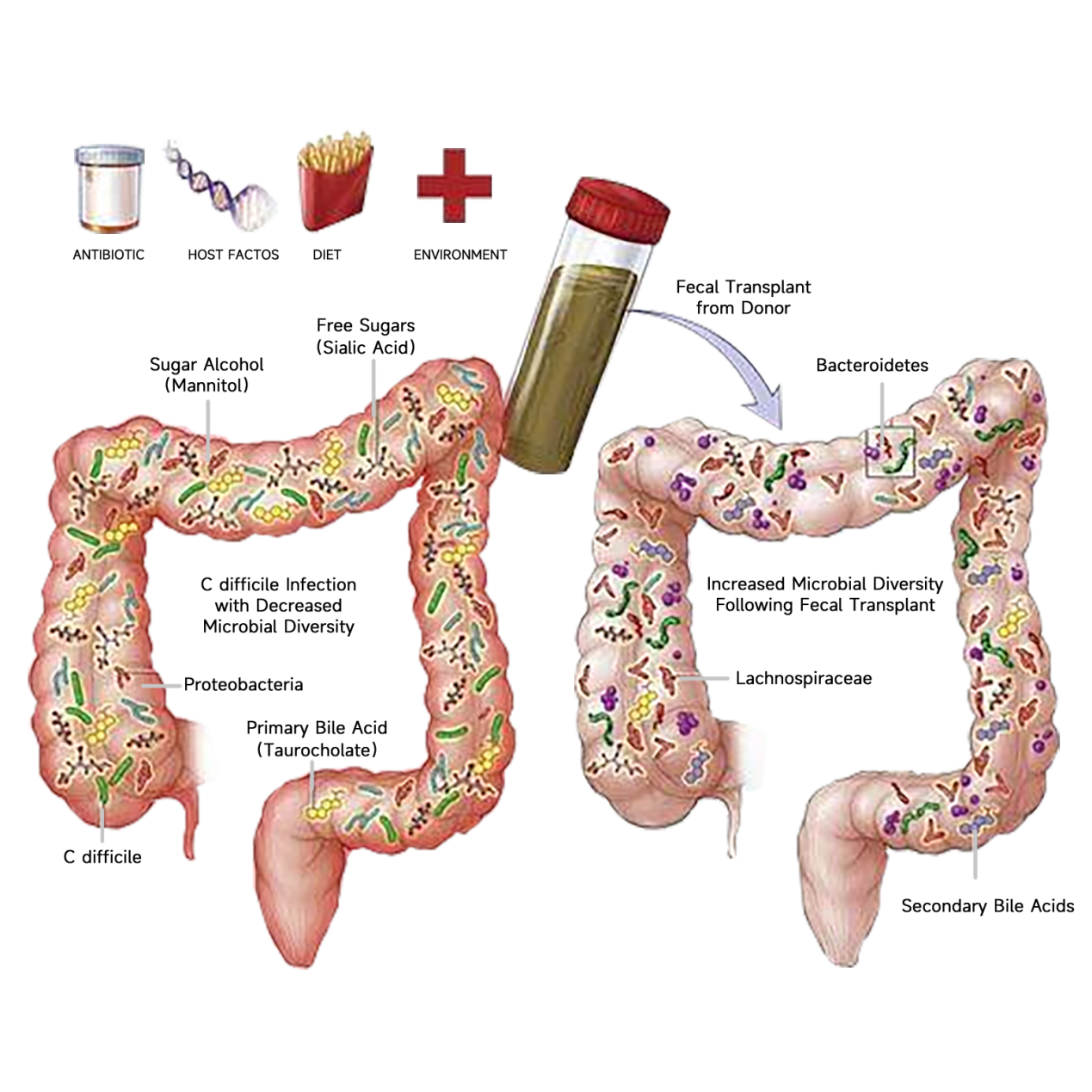 补铁是什么(补铁是什么意思)-硒宝网