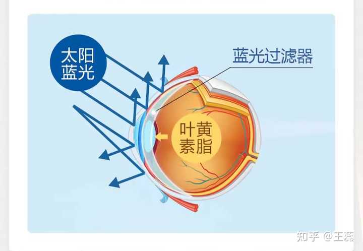 吃什么比较补钙(补充钙吃什么好)-硒宝网