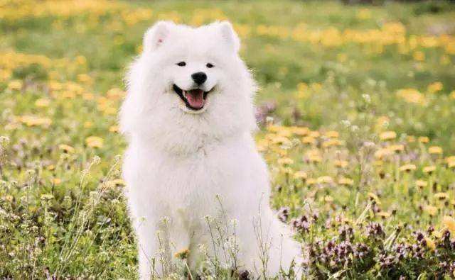 吃鸡蛋可以补钙吗(鸡蛋补钙吃可以补钙吗)-硒宝网