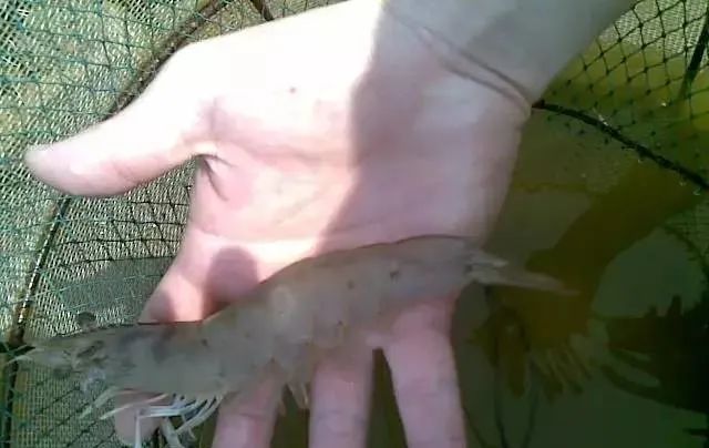 大虾补钙吗(大虾补钙效果怎么样)-硒宝网