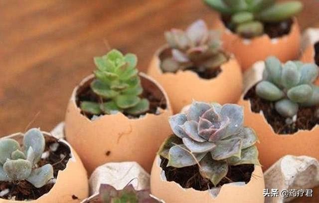 鸡蛋皮能补钙吗(鸡蛋皮补钙效果好吗)-硒宝网