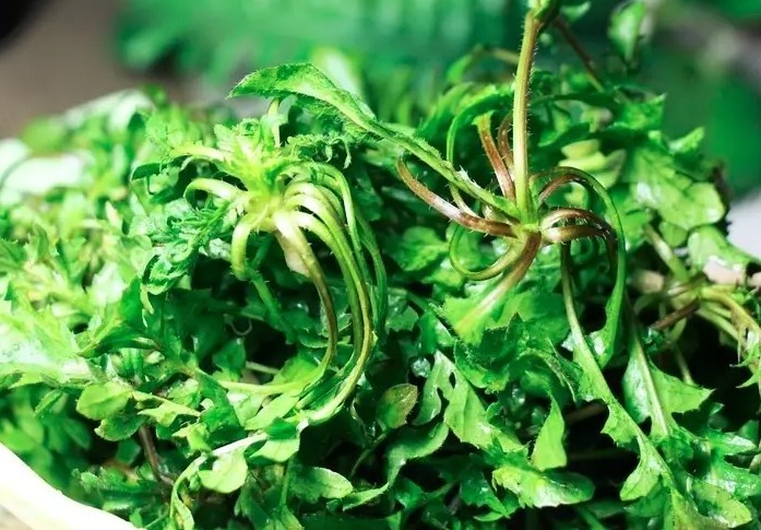 补钙的坚果有哪些(坚果可以补充钙吗)-硒宝网