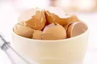 鸡蛋皮能补钙吗(鸡蛋皮补钙最快的土方法)-硒宝网