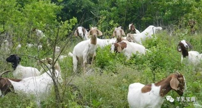 羊奶能补钙吗（补钙羊奶粉）-硒宝网