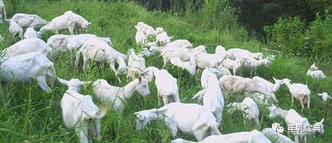 羊奶能补钙吗（补钙羊奶粉）-硒宝网