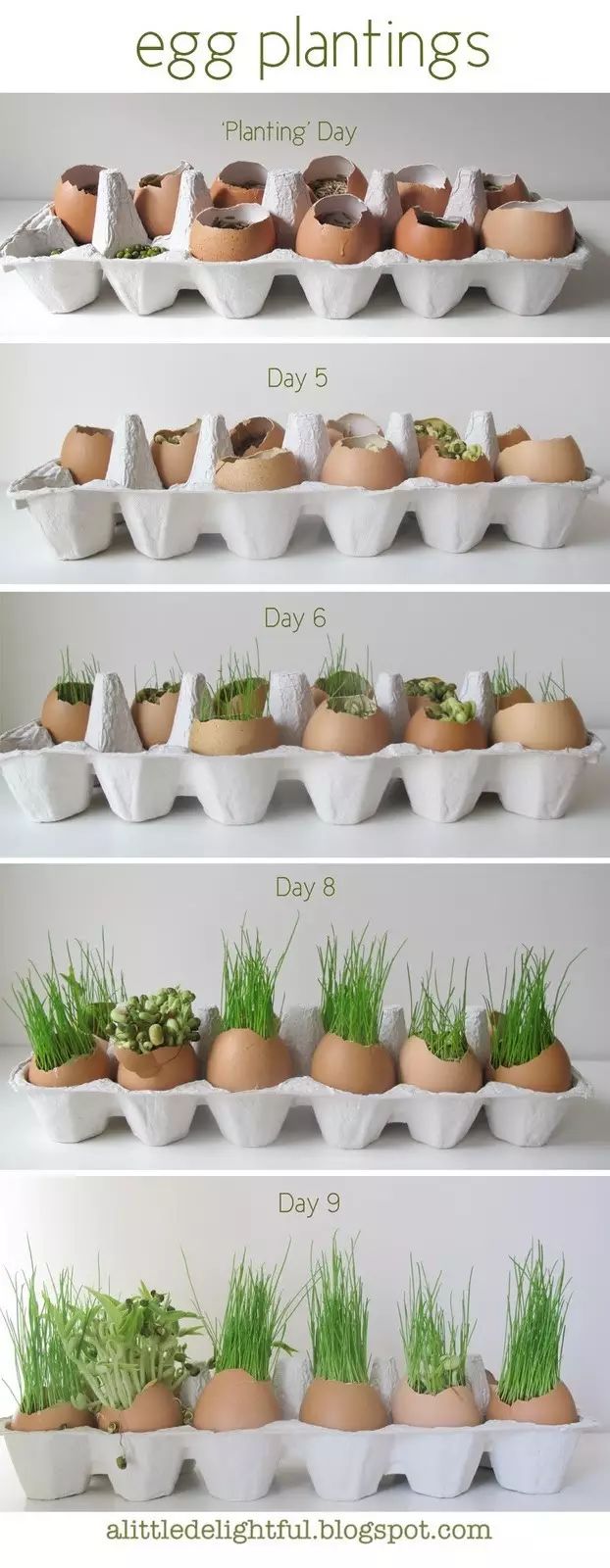 鸡蛋壳可以补钙吗（吃蛋壳补钙）-硒宝网