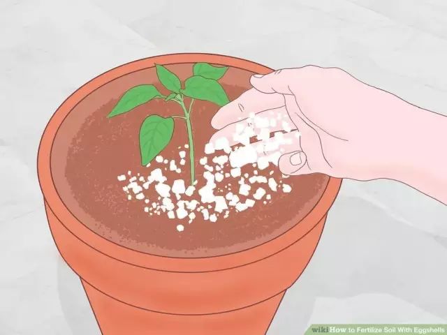 鸡蛋壳可以补钙吗（吃蛋壳补钙）-硒宝网