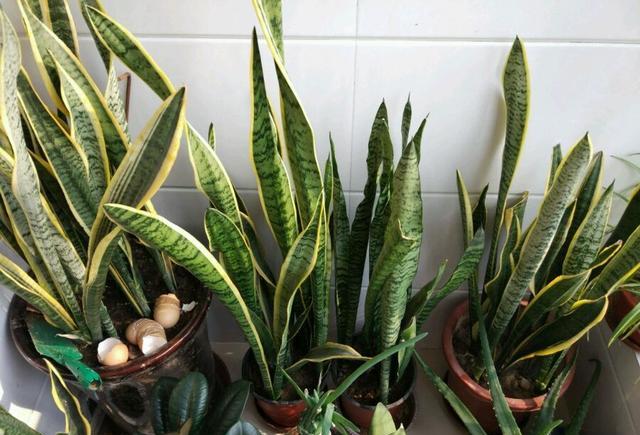 鸡蛋皮能补钙吗(鸡蛋皮补钙吗怎么食用)-硒宝网