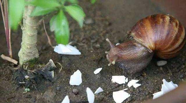 鸡蛋皮能补钙吗(鸡蛋皮补钙吗怎么食用)-硒宝网