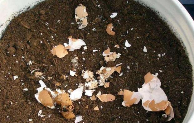 鸡蛋皮能补钙吗(鸡蛋皮补钙吗怎么食用)-硒宝网