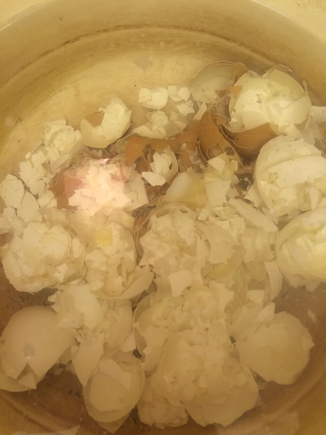 鸡蛋壳可以补钙吗（缺钙吃鸡蛋壳）-硒宝网