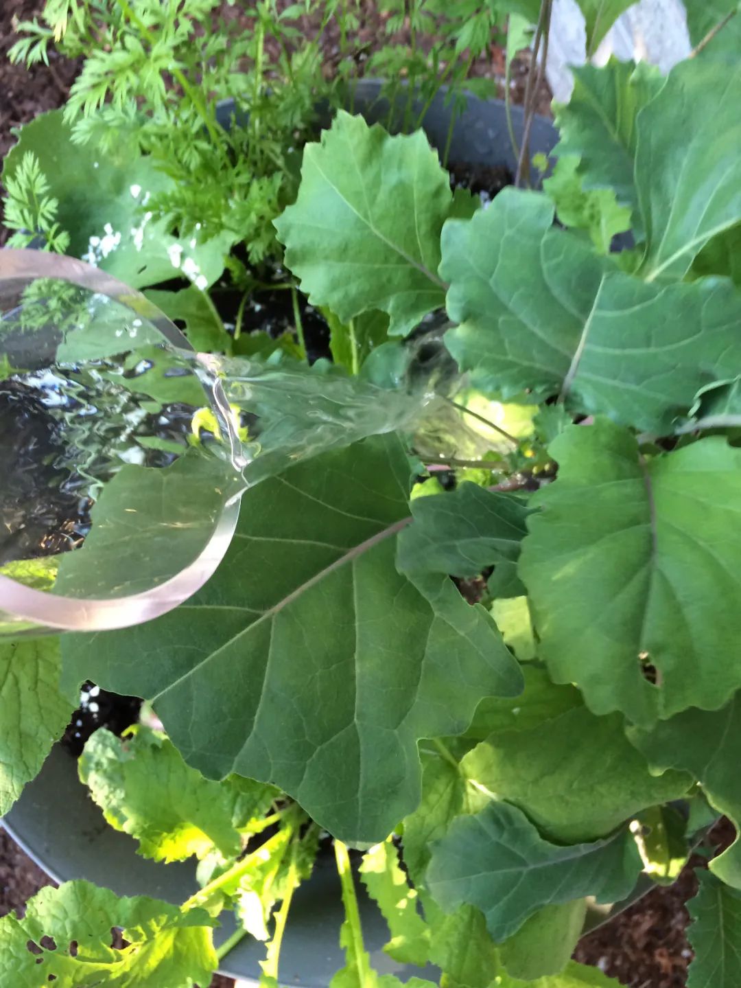 鸡蛋壳可以补钙吗（缺钙吃鸡蛋壳）-硒宝网