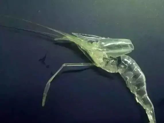 大虾补钙吗（河虾补钙还是大虾补钙）-硒宝网