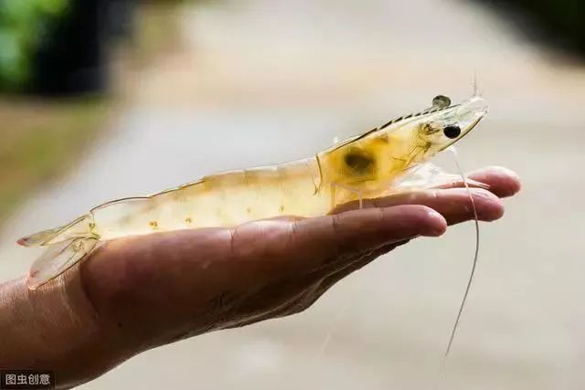 大虾补钙吗（河虾补钙还是大虾补钙）-硒宝网