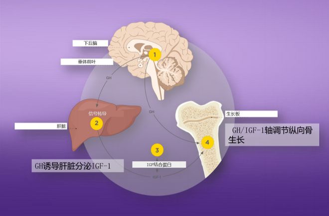 胶原骨髓咀嚼片补钙吗(咀嚼骨髓补钙片胶原蛋白高吗)-硒宝网