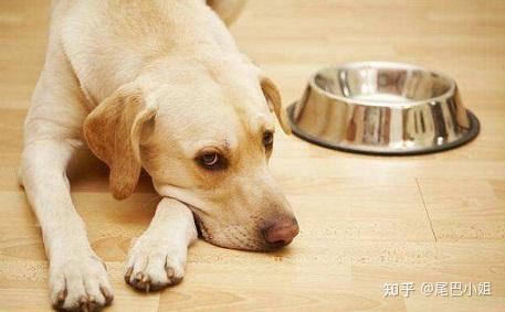 狗狗缺微量元素的症状（狗狗缺症状微量元素怎么检查）-硒宝网