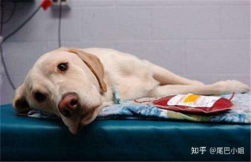 狗狗缺微量元素的症状（狗狗缺症状微量元素怎么检查）-硒宝网