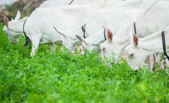 喝羊奶补钙吗(喝羊奶补钙不)-硒宝网