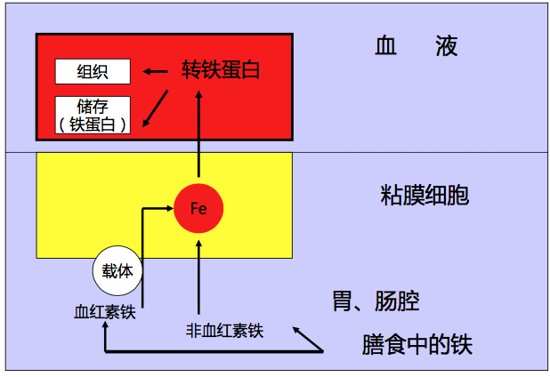 葡萄补铁吗(葡萄补铁的最佳时期)-硒宝网
