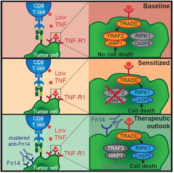 转移因子和锌硒宝(转移因子可以和锌一起服用吗)-硒宝网