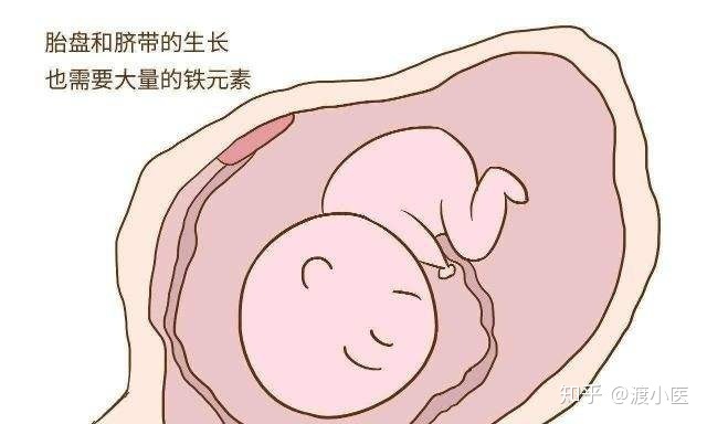 补铁保健品(保健品补铁有用吗)-硒宝网