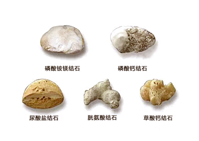 青菜补钙吗(青菜补钙微乎其微)-硒宝网