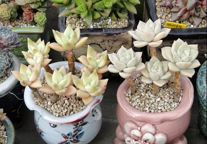 什么肉补铁（肉补铁还是是菠菜补铁）-硒宝网