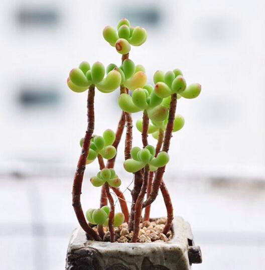 什么肉补铁（肉补铁还是是菠菜补铁）-硒宝网