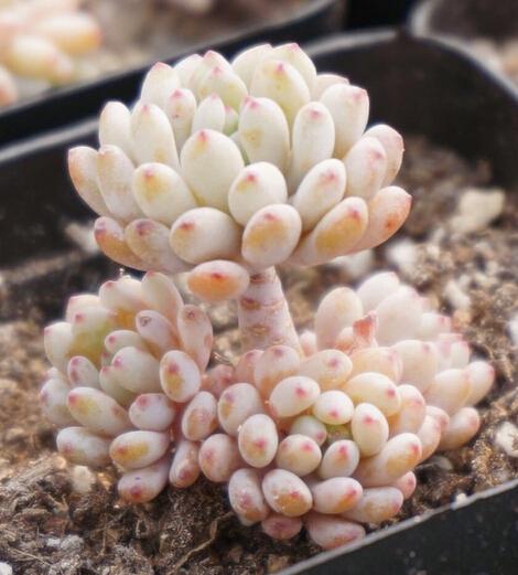 什么肉补铁（肉补铁还是是菠菜补铁）-硒宝网