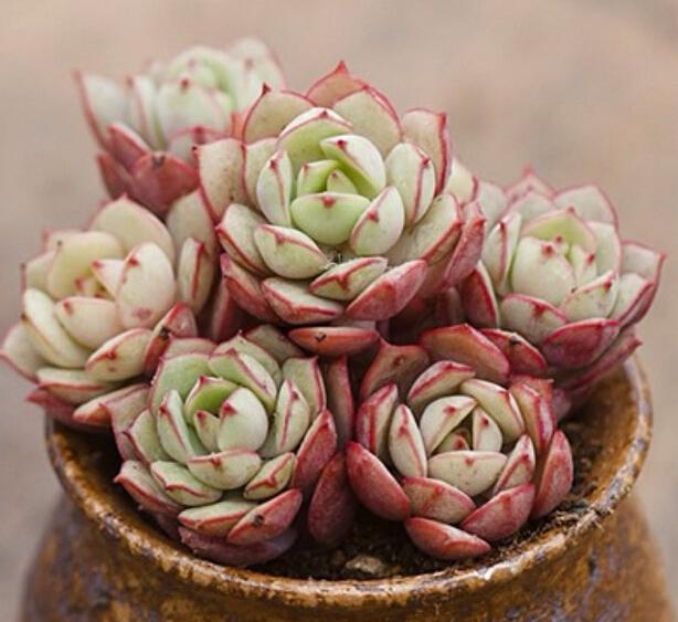 什么肉补铁（肉补铁还是是菠菜补铁）-硒宝网