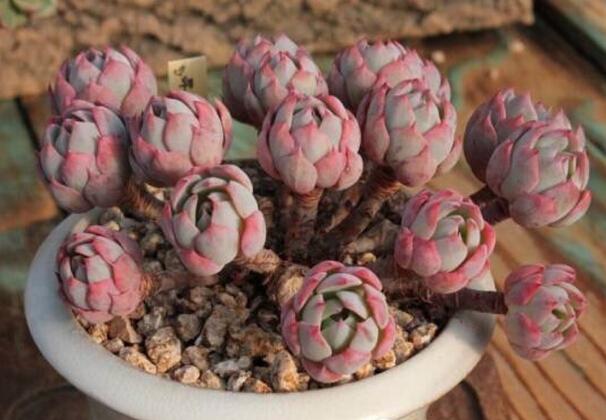 什么肉补铁（肉补铁还是是菠菜补铁）-硒宝网