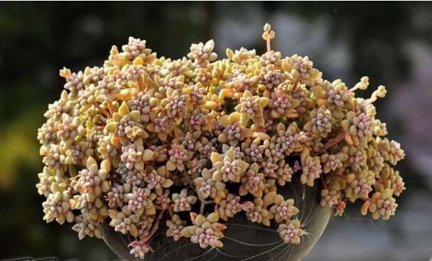 什么肉补铁（肉补铁还是是菠菜补铁）-硒宝网