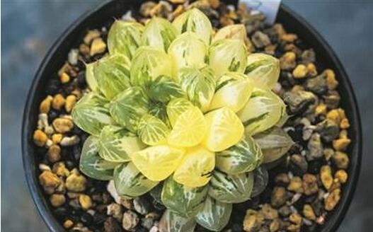 什么肉补铁（肉补铁还是是菠菜补铁）-硒宝网