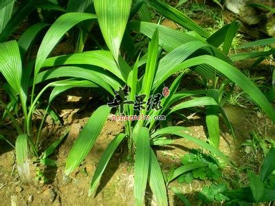 补铁副作用（补铁的副反应）-硒宝网