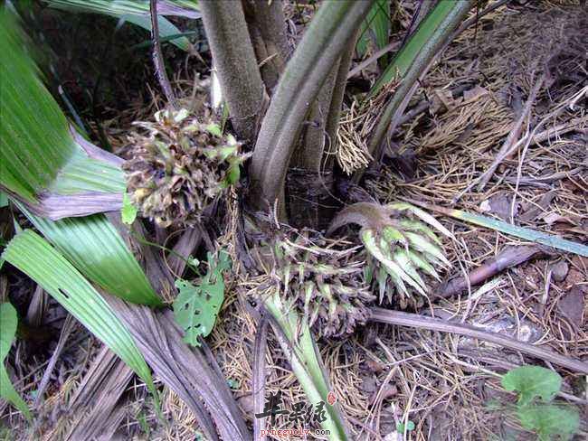 补铁副作用（补铁的副反应）-硒宝网