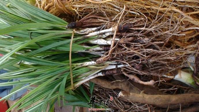 补铁副作用（补铁的副反应）-硒宝网