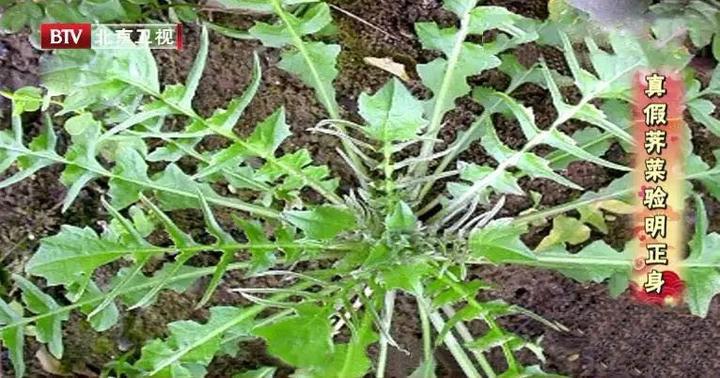 白菜补钙吗（白菜补钙用什么肥）-硒宝网