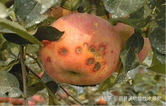 苹果补钙吗(苹果补钙)-硒宝网