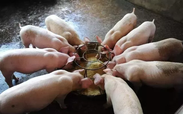 补铁副作用（补铁副作用小的药）-硒宝网