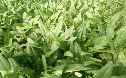 什么菜补锌（补锌）-硒宝网